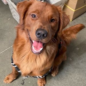 Meet your Posher, Carlos